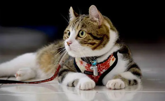 流浪猫不吃猫粮怎么办？