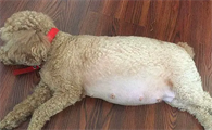 狗狗怀孕初期征兆有哪些啊
