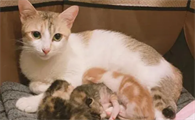 母猫生小猫前有什么预兆