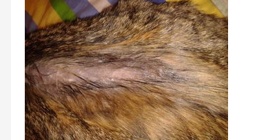 人得了猫癣猫癣怎么办?人得了猫癣猫癣怎么办用什么药膏? 人得了猫癣猫癣怎么办?人得了猫癣猫癣怎么办用什么药膏?