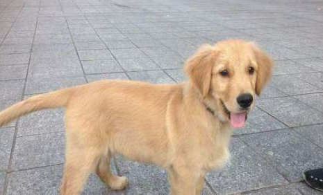 金毛尾巴长好还是短好？金毛尾巴表达的含义有什么？