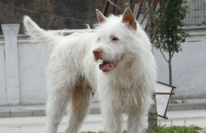 下司犬打猎好用吗