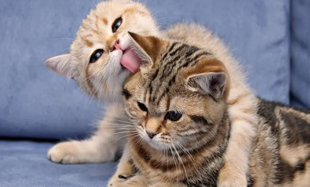煮熟的三文鱼猫咪不吃怎么办?猫咪吃三文鱼要煮熟吗? 煮熟的三文鱼猫咪不吃怎么办?猫咪吃三文鱼要煮熟吗?