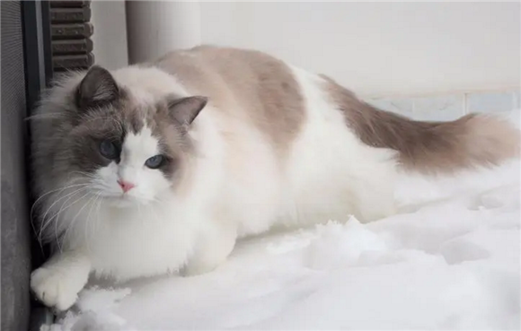 布偶猫一般猫舍价格是否可以商量 布偶猫一般猫舍价格是否可以商量