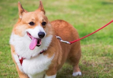 柯基犬怎么训练的