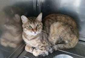 猫咪鼻子不通气不吃东西怎么办？