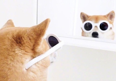 柴犬一块一块脱毛,柴犬脱毛的原因居然这么多? 柴犬一块一块脱毛,柴犬脱毛的原因居然这么多?