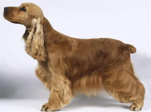 英国可卡犬怎么样好养吗