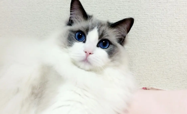 不纯的布偶猫与纯的有什么区别 纯种布偶猫要这么看