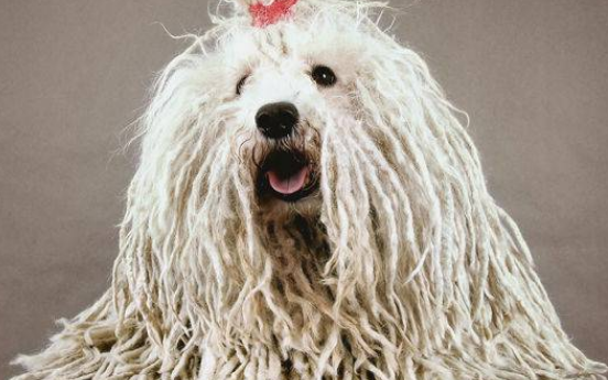 可蒙犬便秘怎么办?不要慌,治疗手册收藏一下! 可蒙犬便秘怎么办?不要慌,治疗手册收藏一下!