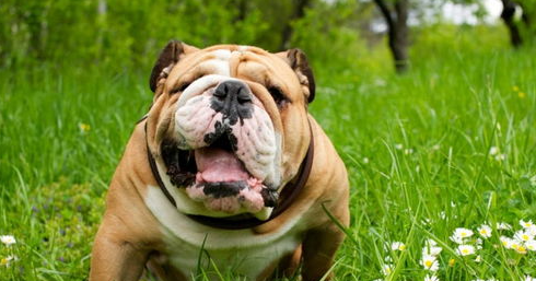 斗牛犬的常见疾病，都有哪些症状？