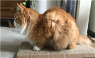 猫母鸡蹲的原因有哪些啊