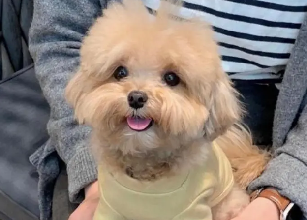马尔泰和泰迪哪个聪明 马尔泰和泰迪哪个聪明