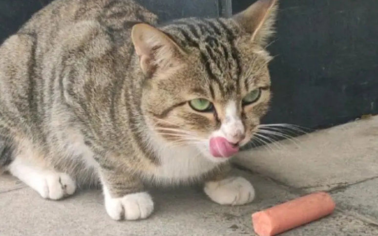 猫吃了火腿肠怎么办？