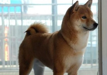 柴犬不好养的理由?没想到柴犬居然这么难养! 柴犬不好养的理由?没想到柴犬居然这么难养!