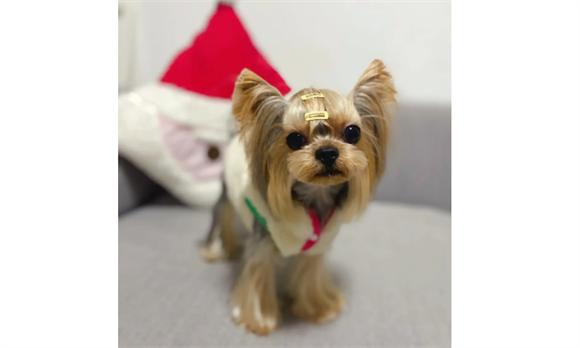 什么狗最干净最好养?这几种狗是公认最容易饲养的狗狗 什么狗最干净最好养?这几种狗是公认最容易饲养的狗狗