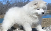 爱斯基摩犬怎么样啊