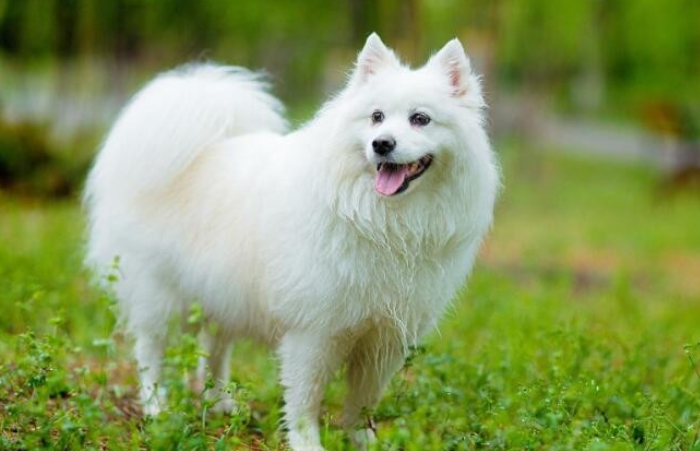 如何让银狐犬认窝呢