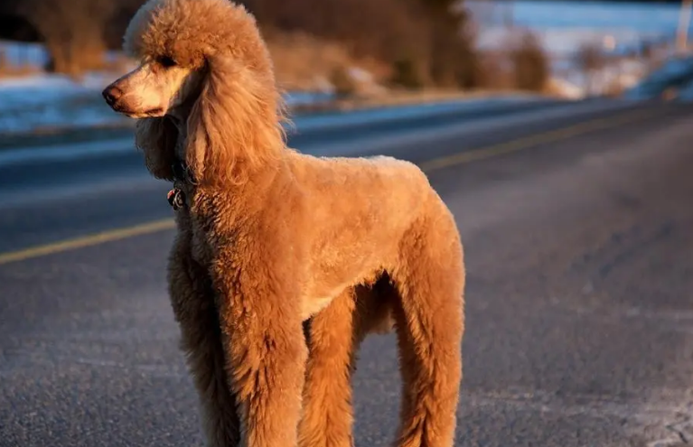 可以训练的小型犬