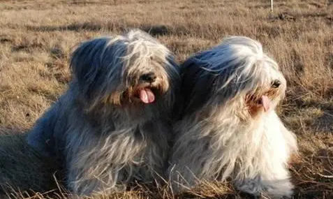 牧羊犬流产后多久才能发情啊 牧羊犬流产后多久才能发情啊