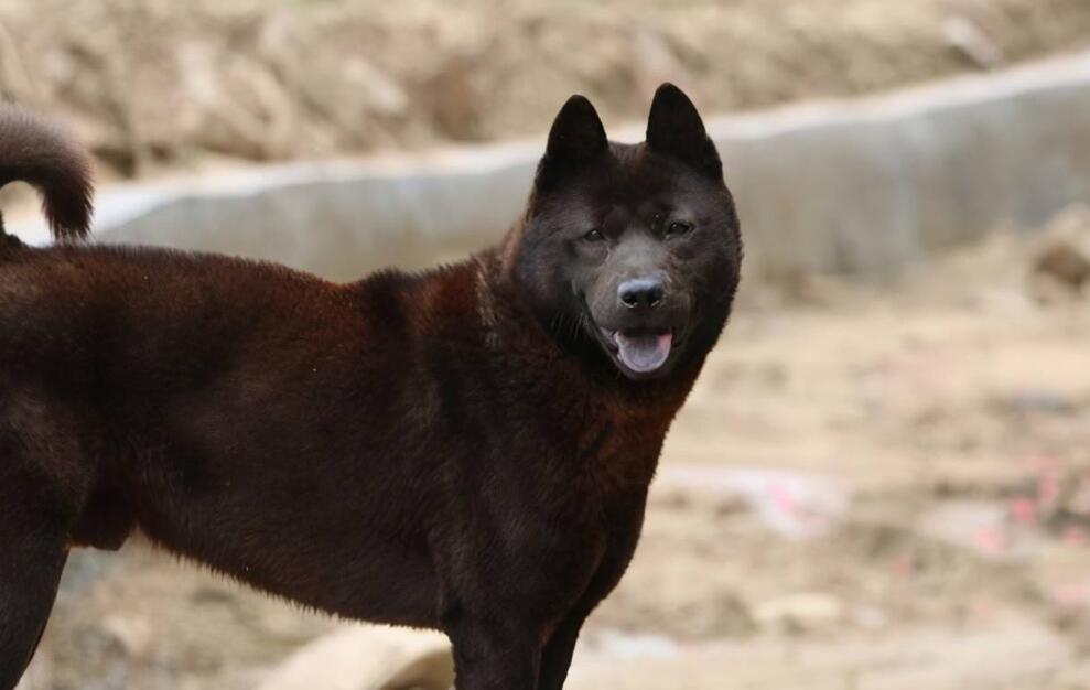 中华田园犬五黑狗出售 中华田园犬五黑狗出售