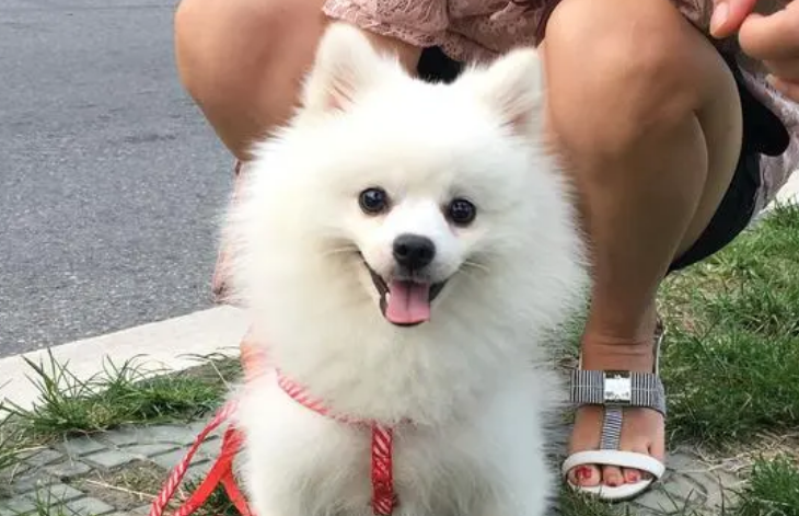 博美犬什么性格特点 博美犬什么性格特点