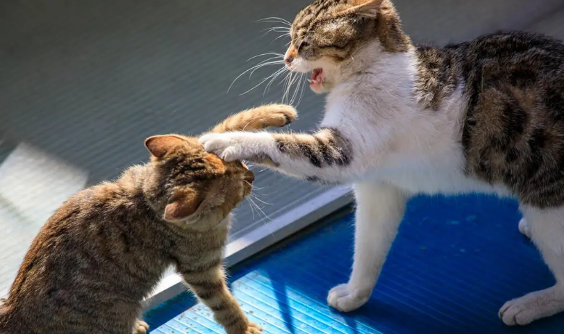 猫咪攻击行为最常见的一个原因？