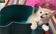 猫咪为什么泌尿感染严重