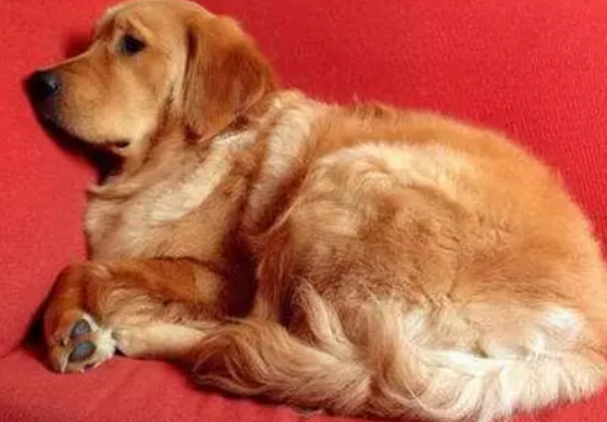 谨防纯种犬的癫痫症！