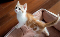 猫咪老是窜稀是为什么呢