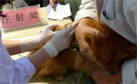 狗狗注射疫苗后没效果,狗狗疫苗免疫失效是什么原因?