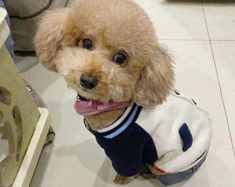 泰迪老了以后是什么状态