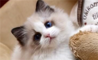 布偶猫面具不对称？该怎么办呢？