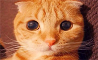 猫咪为什么喜欢在水泥地打滚