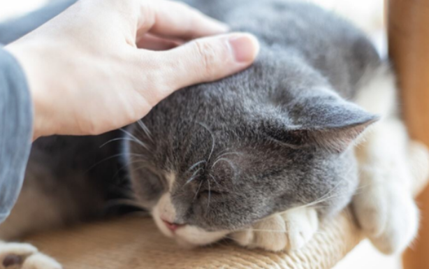 宠物猫咪犯错后的调教方法！
