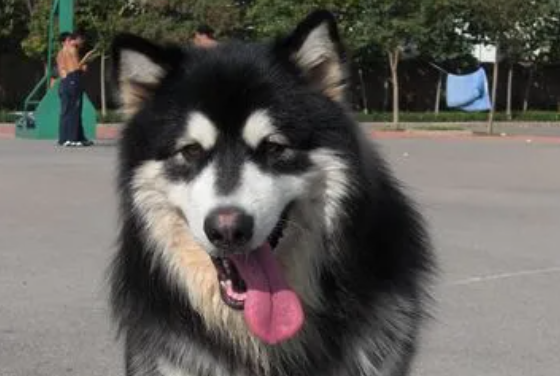 阿拉斯加幼犬咬人怎么办?阿拉斯加幼犬咬人要打针吗? 阿拉斯加幼犬咬人怎么办?阿拉斯加幼犬咬人要打针吗?