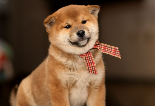柴犬和柯基区别？柴犬和柯基性格的详细分析
