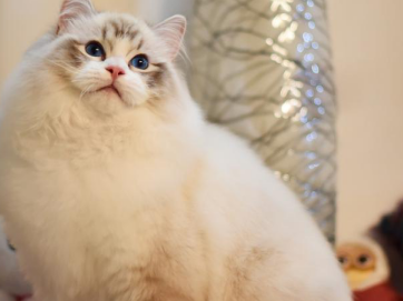 布偶猫取什么名字？布偶猫取这个名字又乖又亲人