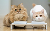 猫咪尿不湿可以用什么代替便宜