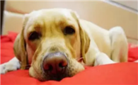 犬传染性支气管炎怎么治疗？吃什么药？