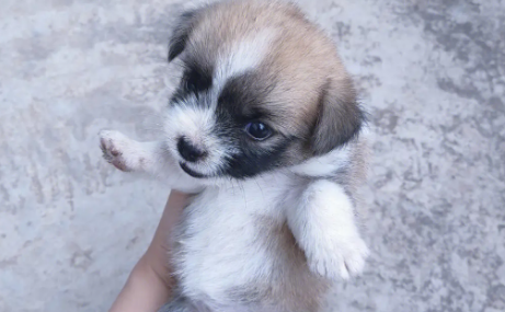 小奶狗不吃狗粮怎么办? 小奶狗不吃狗粮怎么办?