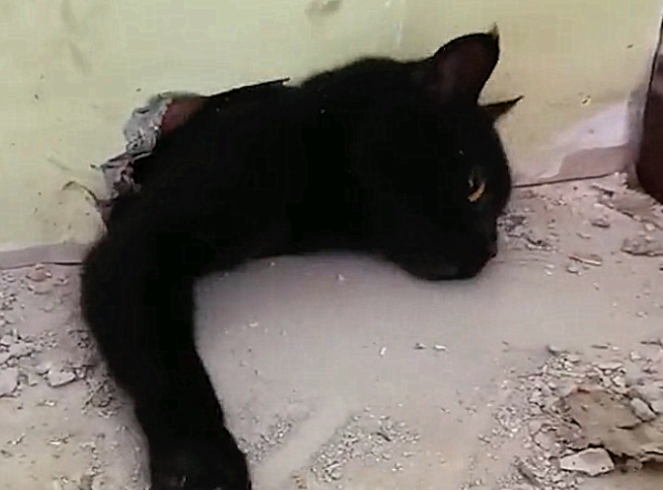 墙缝中传来一阵猫叫,它被困20天瘦得只剩4斤 墙缝中传来一阵猫叫,它被困20天瘦得只剩4斤