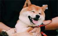 柴犬标准腿长，柴犬腿长多少？
