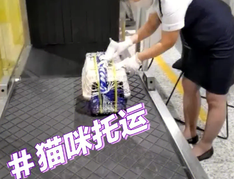 飞机托运宠物价格