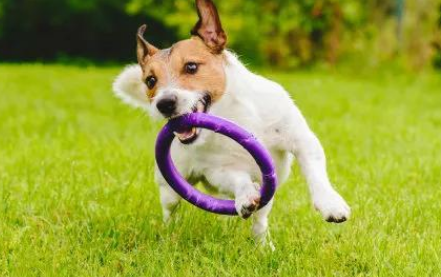 怎么纠正狗狗的一些不好的习惯?如何纠正爱犬的不良行为? 怎么纠正狗狗的一些不好的习惯?如何纠正爱犬的不良行为?