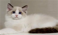 布偶猫不满背会遗传吗 布偶猫满背是什么意思