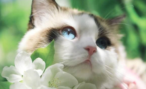 布偶猫能吃草莓吗?布偶猫可以吃什么水果? 布偶猫能吃草莓吗?布偶猫可以吃什么水果?