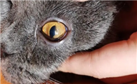小猫角膜炎多久可治愈好