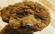 泰迪一般多长时间发情一次