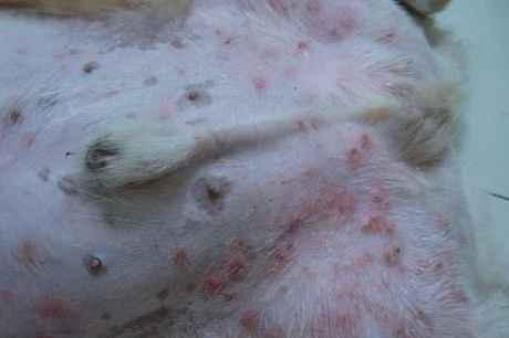 秋田犬有几种皮肤病？常见的疾病又有哪些？